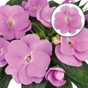 Bild von Impatiens New Guinea P12 Lavender